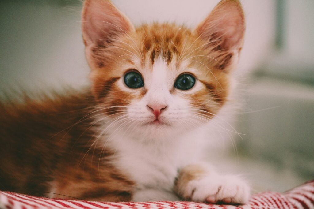 Kitten Comel